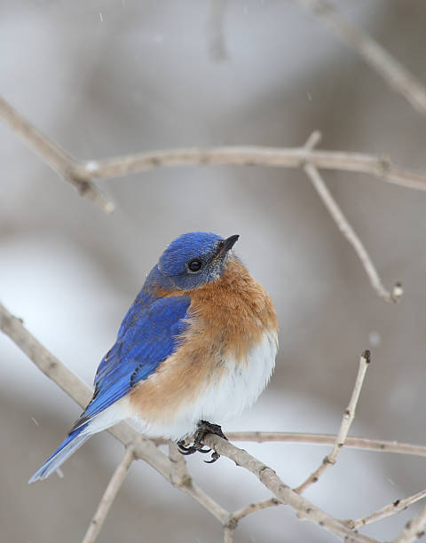 istock Eastern Bluebird, Sialia sialis 476669897