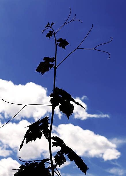 istock shape of vine leaf branch in sky blue 476670152