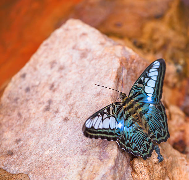 istock Beautiful butterfly in nature 476670995