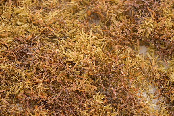 istock Algae on the beach of Guadeloupe 476671056