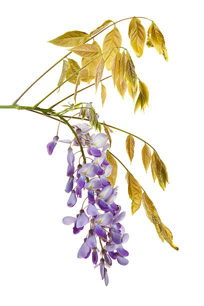 istock Blooming Wisteria floribunda branch isolated 476671214