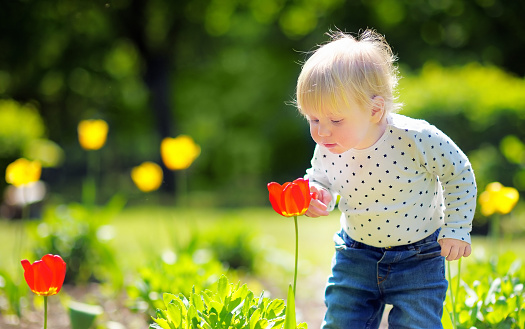 Toddler boy smelling red tulip in the garden at the spring or summer day