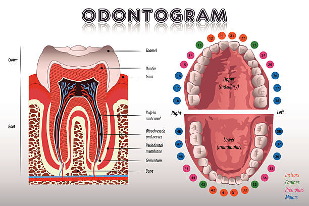 ilustrações de stock, clip art, desenhos animados e ícones de odontogram. diagrama de dente - human teeth dental hygiene anatomy diagram