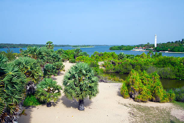 istock Palameenmadu natural reserve, Batticaloa, Sri Lanka 476672424