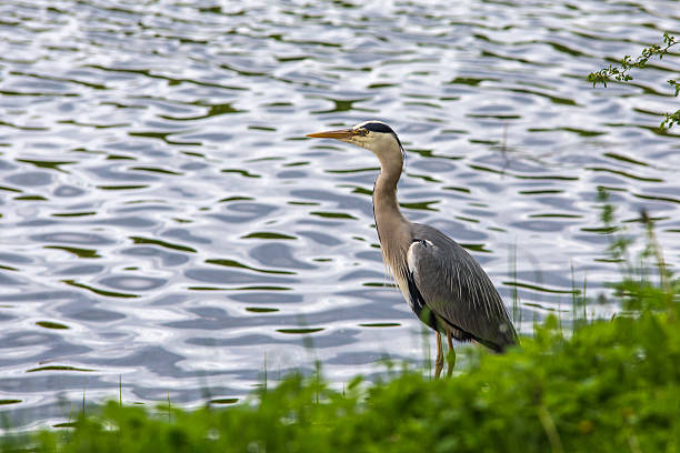 istock Might Heron Standing Close to a Lake 476672954