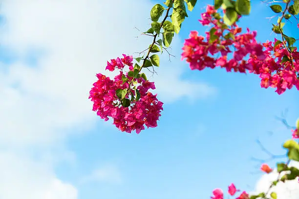 Blue sky, sunny day and colorful flowers.