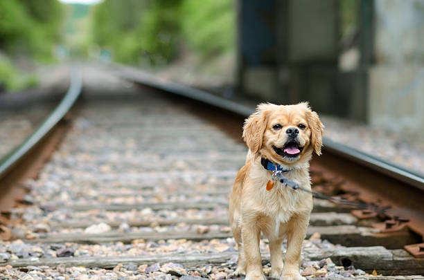 istock Cocker Spaniel-Pekingese Dog Mix on Train Tracks 476673456