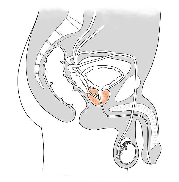 prostate medical illustration for the cross-section of male urinary system male reproductive system cross section stock illustrations