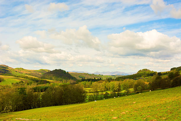 istock Rural landscape in Scottish Highlands with forests and grazing fields 476673770