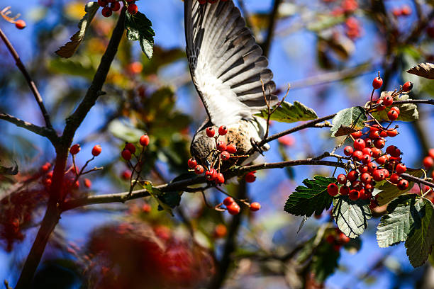 istock Mix af europeans birds 476673892
