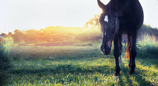 istock Black horse on summer pasture in sunset light , banner 476674032