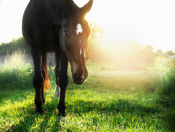 horse on green summer pasture in sunset
