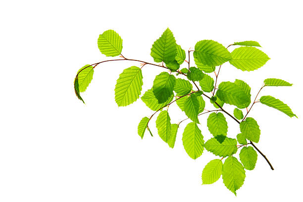istock Fresh Green Leaves isolated. 476674160