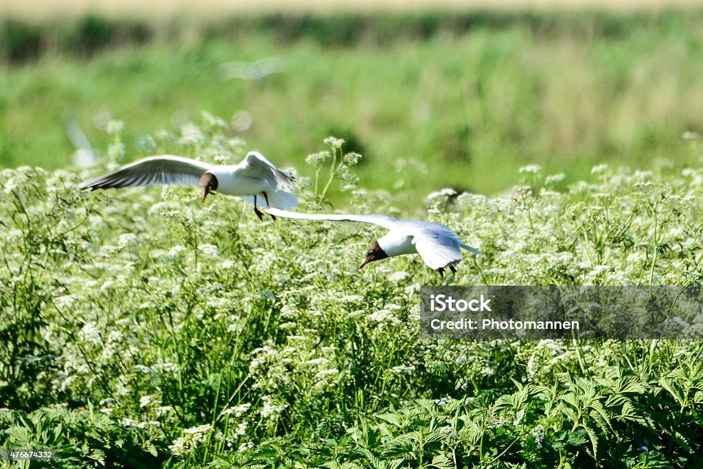 Mix af europeans birds Mix af europeans birds summer and spring 2015 Stock Photo
