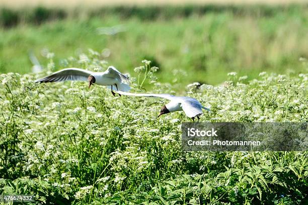 Mix Af Europeans Birds Stock Photo - Download Image Now - 2015, Abstract, Animal