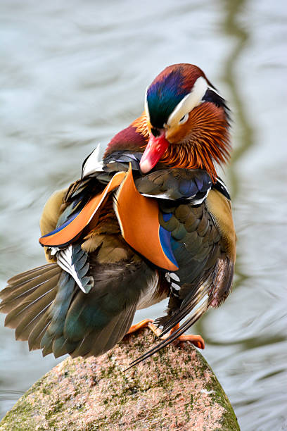 istock Mix af europeans birds 476677276