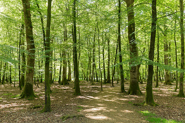 istock trees in summer woodland New Forest England 476677562