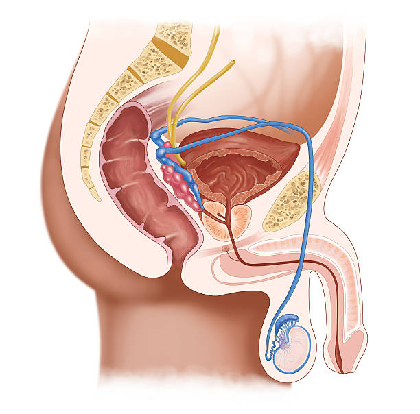male urinary system male urinary system, sectional illustration male reproductive system cross section stock illustrations