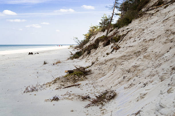 istock Desert landscape by the sea with fallen trees, 476677780