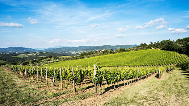 istock Vineyards of Chianti in Tuscany 476677996