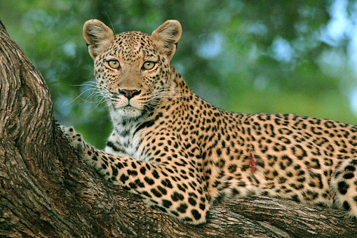 Leopard, Panthera pardus, female in a mopane tree, looking at camera, Botswana, Africa