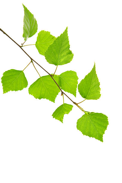 istock Fresh Green Leaves isolated. 476679368