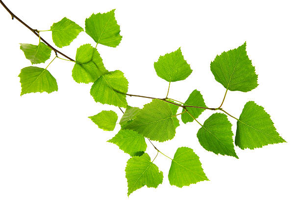 fresco verde foglie isolata. - betulla foto e immagini stock