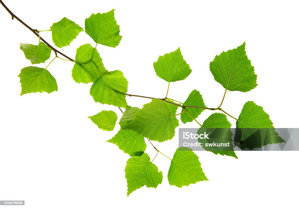 Fresh Green Leaves isolated. Beautiful Fresh Green Leaves  isolated on white background. Birch Tree Stock Photo