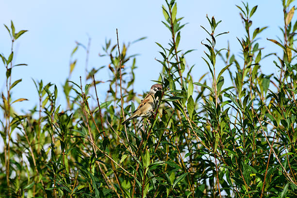 istock Mix af europeans birds 476679910