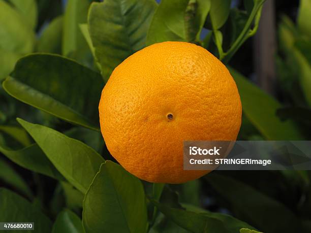 Orange On A Branch Stock Photo - Download Image Now - 2015, Agriculture, Baked
