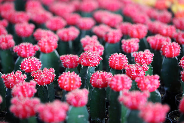 istock colorful cactus for decoration 476680118