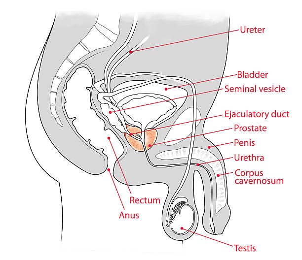 prostate medical illustration for the cross-section of male urinary system male reproductive system cross section stock illustrations
