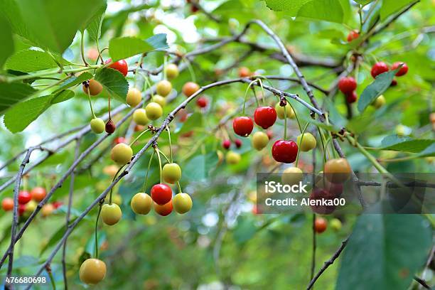 Not Ripe Cherries In The Spring Garden In Raining Time Stock Photo - Download Image Now