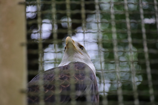 A bald eagle (Haliaeetus leucocephalus) in a cage.