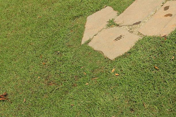 istock background of green grass in the park 476680762