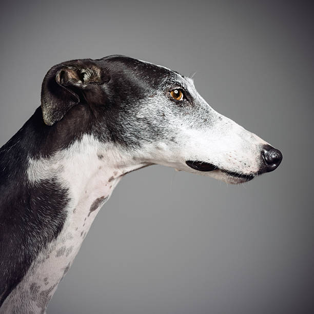 greyhound - galgo inglés fotografías e imágenes de stock