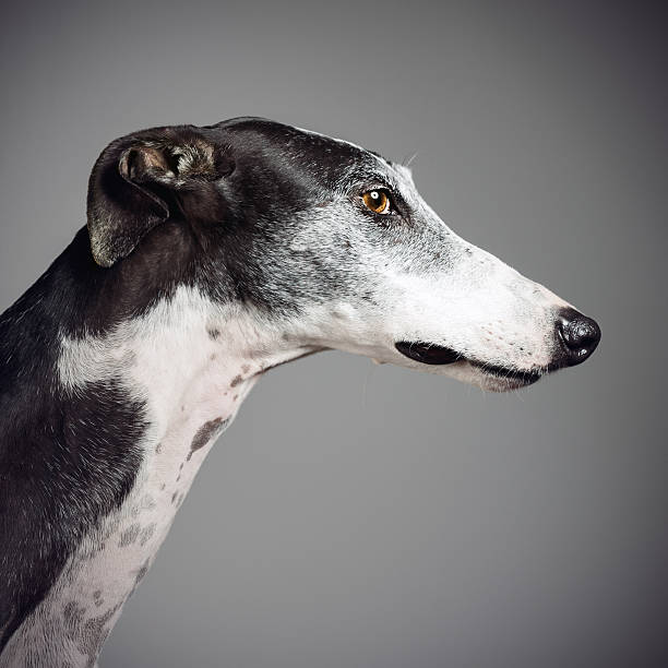 Greyhound Profile greyhound portrait. greyhound stock pictures, royalty-free photos & images