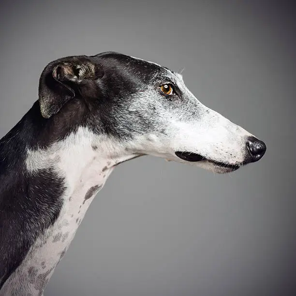 Profile greyhound portrait.