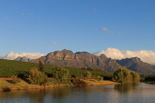 A Stellenboscsh panorama with tipical rows of vines, South Africa