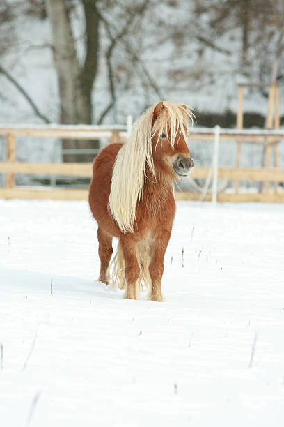 istock Beautiful chestnut pony with long mane in winter 476684692