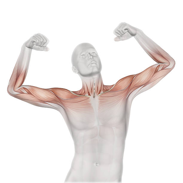 istock 3D male medical figure with partial muscle map 476684938