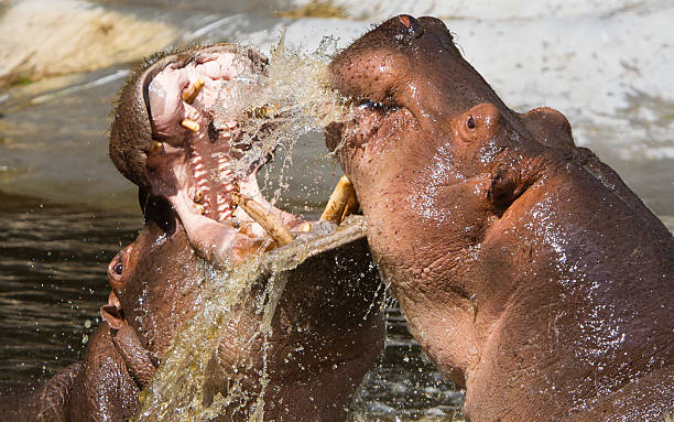 Two fighting hippos (Hippopotamus amphibius) stock photo