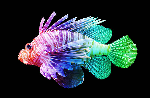 istock Pterois volitans, Lionfish - Isolated on black 476685028