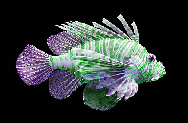 istock Pterois volitans, Lionfish - Isolated on black 476685036