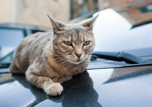 istock Pretty gray cat resting on car hood 476685342