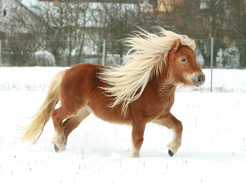 Gorgeous shetland pony with long blond mane in winter