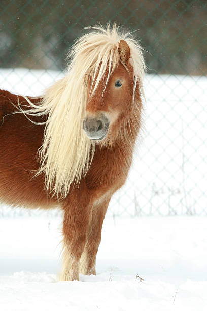 istock Beautiful chestnut pony with long mane in winter 476685358