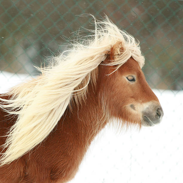 istock Beautiful chestnut pony with long mane in winter 476685362