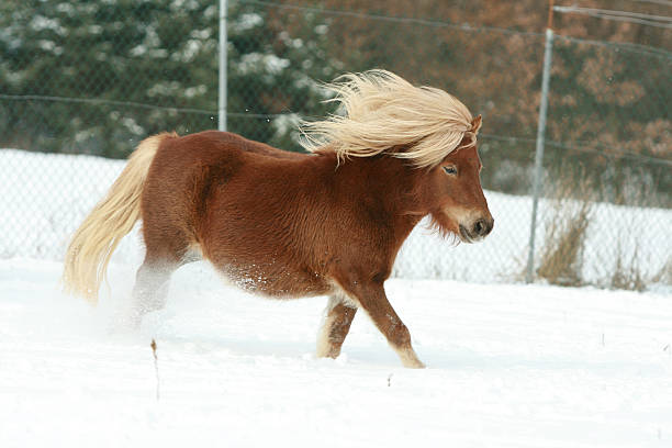 istock Gorgeous shetland pony with long mane in winter 476685370