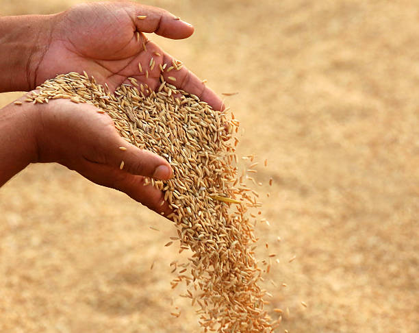 Hand holding golden paddy seeds Hand holding golden paddy seeds in Indian subcontinent rice paddy stock pictures, royalty-free photos & images